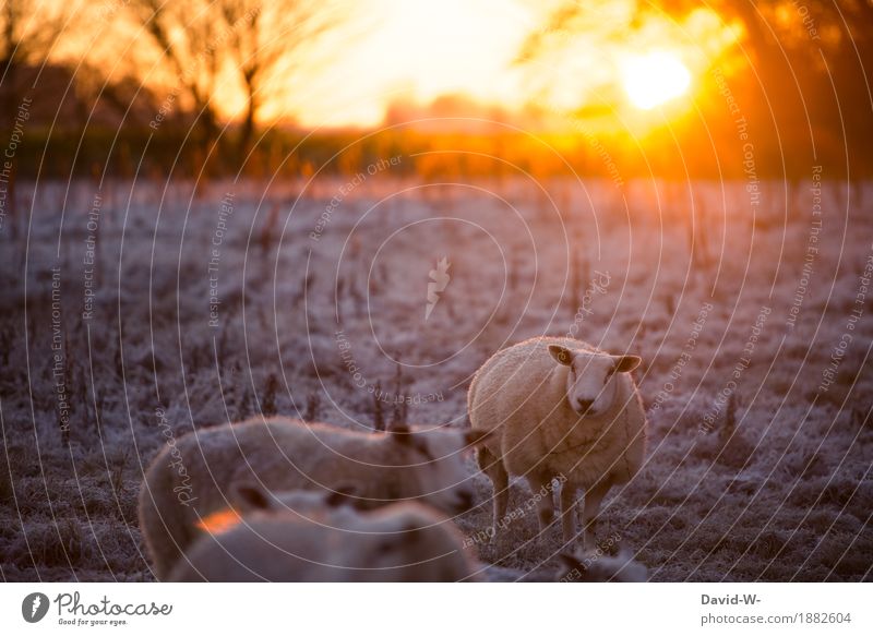 Der Winter kommt Umwelt Sonnenaufgang Sonnenuntergang Sonnenlicht Schönes Wetter Eis Frost Schnee Wiese Feld Tier Nutztier Fell Herde beobachten dick Wolle