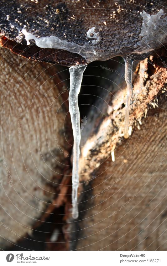 Holzeis Natur Wasser Winter Schönes Wetter Eis Frost Baum Einsamkeit Holzpfahl Tag Farbfoto Außenaufnahme Makroaufnahme Experiment Menschenleer Dämmerung Licht