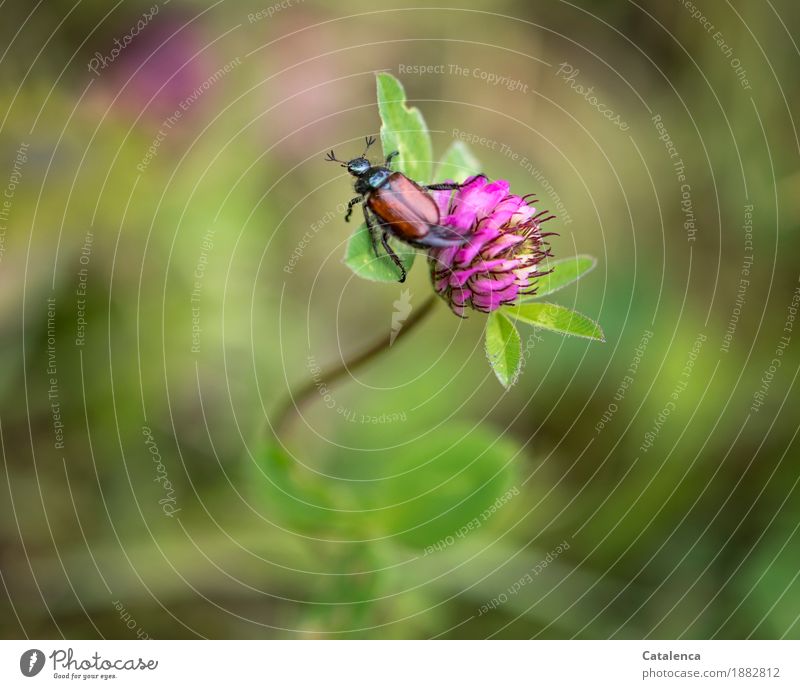 Nicht geheuer, ungeheuer. Junikäfer und rote Kleeblüte Natur Pflanze Tier Sommer Schönes Wetter Blatt Blüte Nutzpflanze Wiese Insekt Käfer Julikäfer