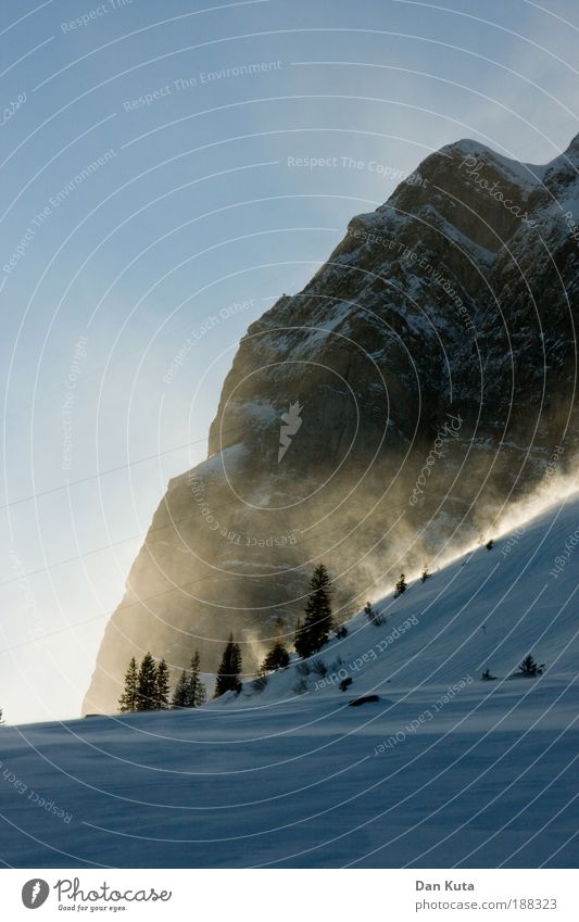 Das Gold der Berge Landschaft Himmel Wolkenloser Himmel Winter Klima Wetter Schönes Wetter Wind Sturm Eis Frost Schnee genießen Berg Säntis Schweiz Tanne