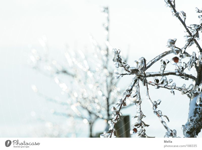 Die gläsernen Bäume von Mandala Umwelt Natur Pflanze Winter Klima Klimawandel Wetter Eis Frost Baum Park frieren glänzend außergewöhnlich hell kalt natürlich