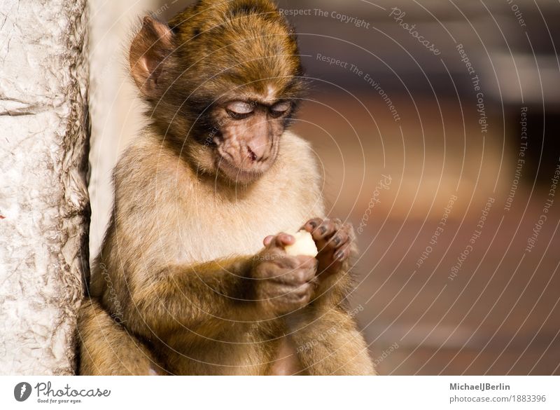 Affe in Gibraltar konzentriert sich auf sein Essen Einfamilienhaus Tier Affen 1 Konzentration frei Farbfoto Außenaufnahme Tag Zentralperspektive