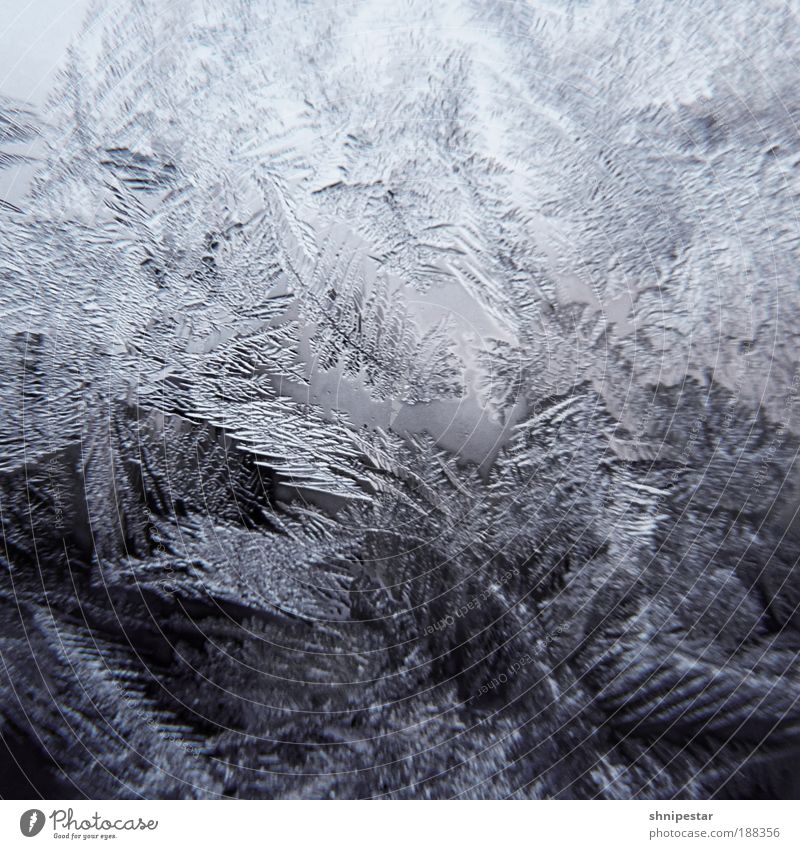 Arschkalt in Berlin Winter Schnee Winterurlaub Raum Wohnzimmer Natur Wasser Eis Frost Schneefall Schal Handschuhe frieren blau grau weiß Coolness Geborgenheit