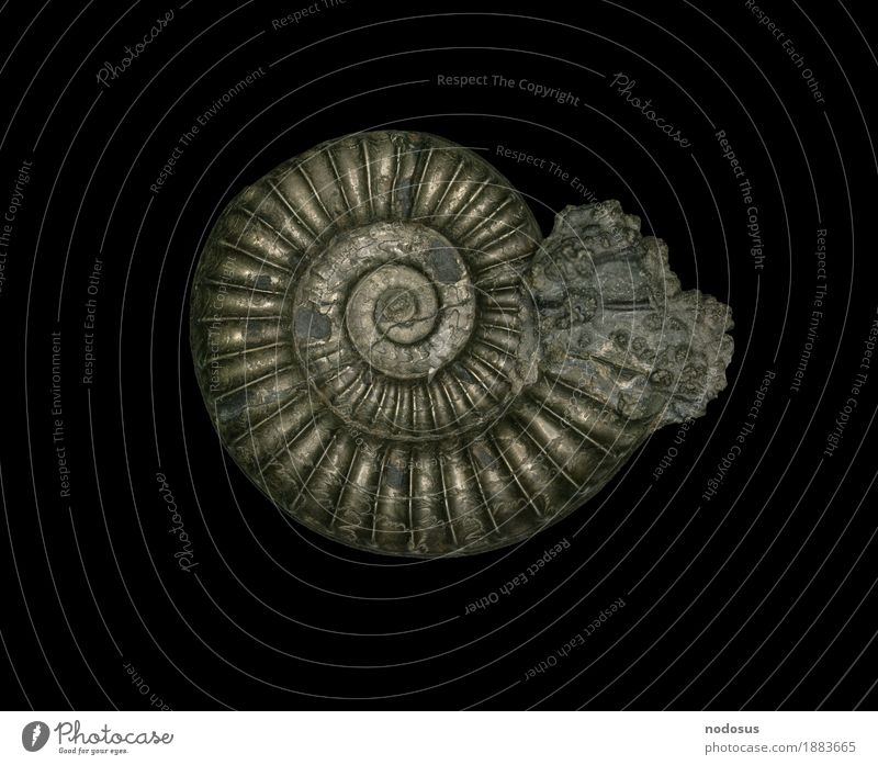 Arnioceras ceratitoides Freizeit & Hobby Wissenschaften Inspiration Ammoniten Sammlung ansammeln Jura Lias Arietenton Lobenlinie Pyrit Steinkern Fossilien