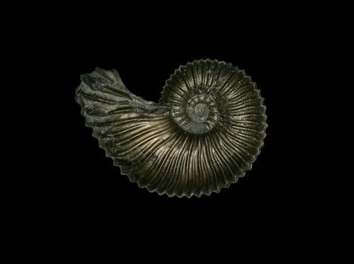 Angulaticeras ventricosum Tier Inspiration Ammonit Ammoniten Sammlung Paläontologie ansammeln Jura Lias Ariententon Lobenlinie Pyrit Pyritsteinkern Steinkern