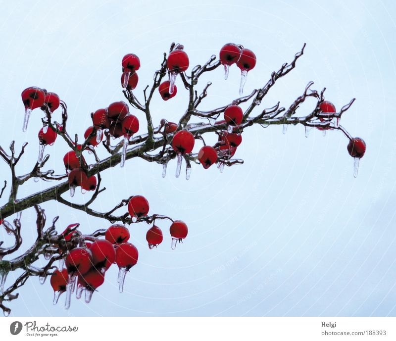 Zweig mit roten Zieräpfeln mit Eiszapfen von gefrorenem Regen Umwelt Natur Pflanze Himmel Winter Wetter Frost frieren hängen Wachstum ästhetisch außergewöhnlich