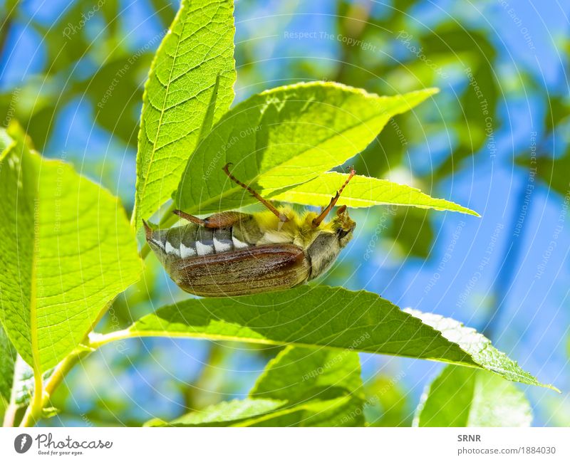 Chafer auf Blatt Umwelt Natur Pflanze Käfer 1 Tier unten Tiere Insekt Schädlinge Flügel Biologie Lebewesen parasitär Mai dorr Farbfoto Menschenleer Tag