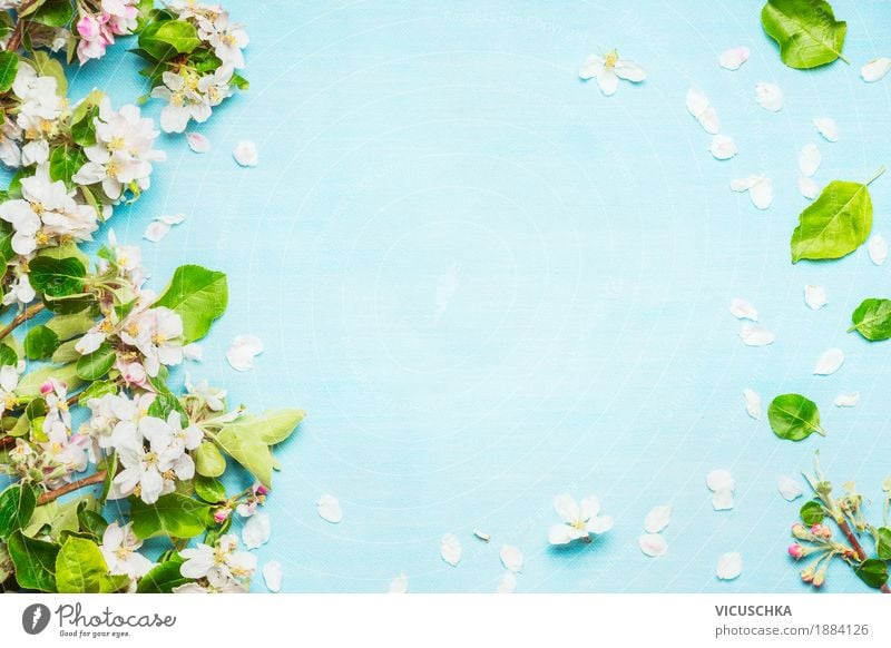 Frühlingsblüher auf blau türkis Hintergrund Design Duft Garten Natur Pflanze Sommer Baum Blume Sträucher Blatt Grünpflanze Blühend rosa Stimmung rein Stil April