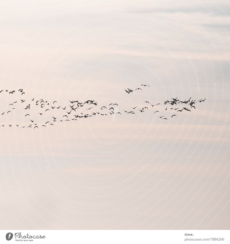 Orientierung | Teamwork Himmel Wolken Vogel Vogelschwarm Zugvogel Gans Tiergruppe Herde Schwarm Rudel Bewegung fliegen Zusammensein Wachsamkeit Pünktlichkeit