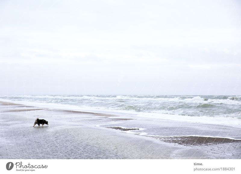 Orientierung | Die Flüchtigkeit der Fährte Sand Wasser Wellen Küste Strand Ostsee Priel Tier Haustier Hund 1 berühren laufen stehen maritim Neugier Interesse