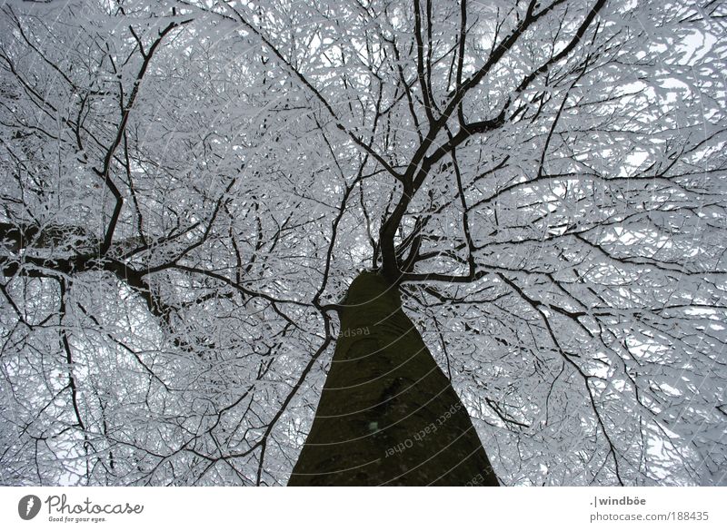 Verzaubert Natur Landschaft Luft Wasser Himmel Winter Klima Wetter Eis Frost Schnee Baum Wald Berge u. Gebirge Sauerland Erholung frieren fantastisch