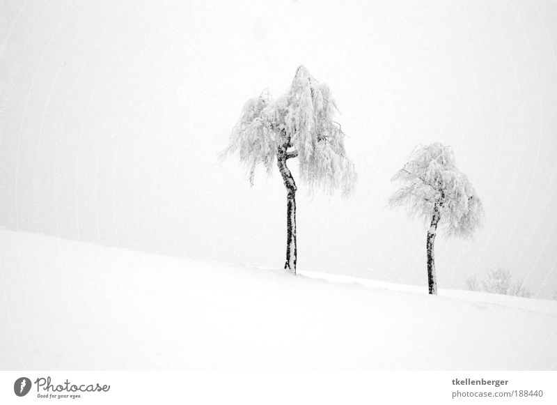 Wintertraum in weiss Natur Landschaft Pflanze Wasser Wolken Eis Frost Schnee Baum Birke Hügel dunkel frisch grau schwarz weiß Stimmung Einigkeit Einsamkeit
