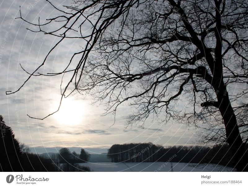 *400* Winterstimmung Umwelt Natur Landschaft Pflanze Himmel Wolken Sonne Sonnenlicht Klima Schönes Wetter Eis Frost Schnee Baum Feld Wald Hügel atmen Erholung
