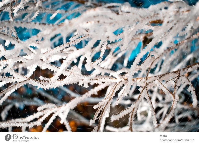 Frost II Natur Tier Luft Wassertropfen Winter Schnee Baum Garten kalt blau türkis Romantik Gelassenheit geduldig ruhig Farbfoto Außenaufnahme Menschenleer