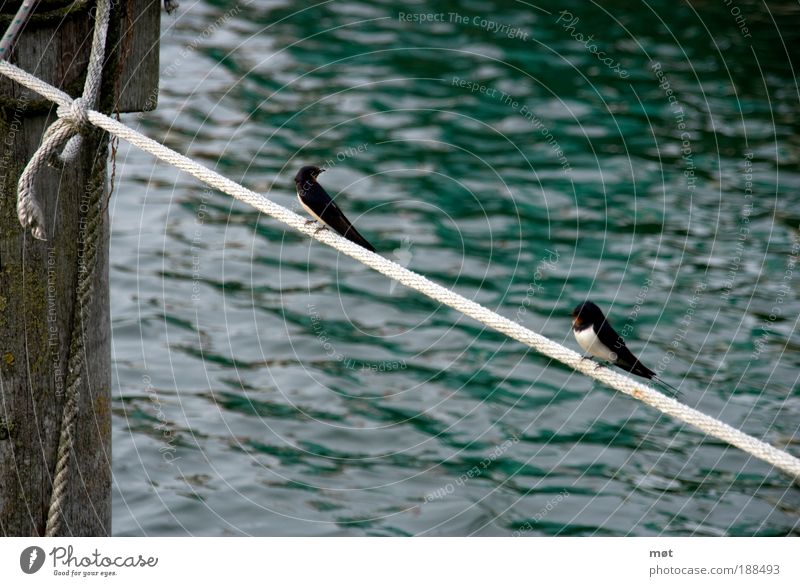 Seiltänzer Natur Tier Wasser Sommer Küste Bucht Ostsee Insel Vogel Flügel 2 Tierpaar hocken seilhüpfen sitzen Farbfoto Außenaufnahme Menschenleer Tag