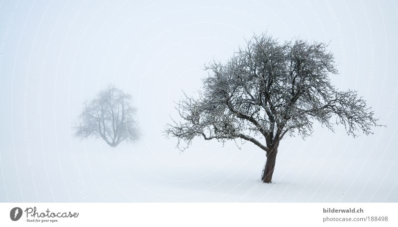 Zwei Bäume im Schnee harmonisch Erholung ruhig Winter Winterurlaub Natur Landschaft Nebel Baum Wiese weiß Schneelandschaft Schneedecke Farbfoto Außenaufnahme