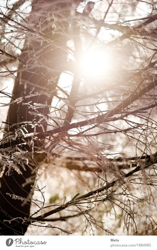 frosty morning Natur Tier Luft Sonne Winter Baum Wald positiv schön stark gelb gold orange Stimmung Glück Farbfoto Außenaufnahme Menschenleer Textfreiraum unten