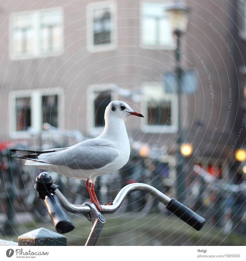 Mitfahrgelegenheit Umwelt Winter Schönes Wetter Amsterdam Stadtzentrum Haus Fassade Fenster Fahrzeug Fahrrad Tier Vogel Möwe 1 beobachten festhalten stehen