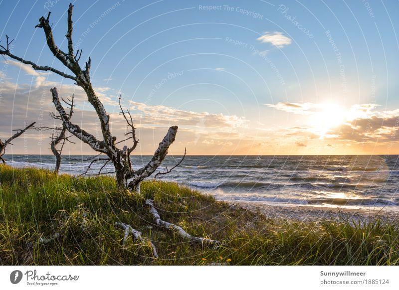 Sonnenuntergang an der Ostsee Umwelt Natur Landschaft Pflanze Wasser Sonnenlicht Sommer Wind Wellen Küste Strand Meer beobachten Liebe Ferien & Urlaub & Reisen