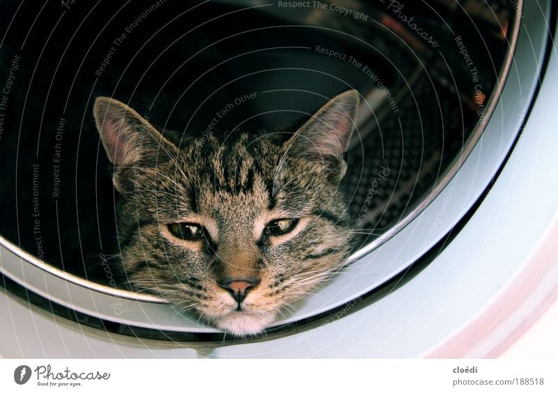 katzenwäsche Waschmaschine Tier Haustier Katze 1 beobachten kuschlig braun grau schwarz weiß Innenaufnahme Textfreiraum rechts Textfreiraum oben Tierporträt