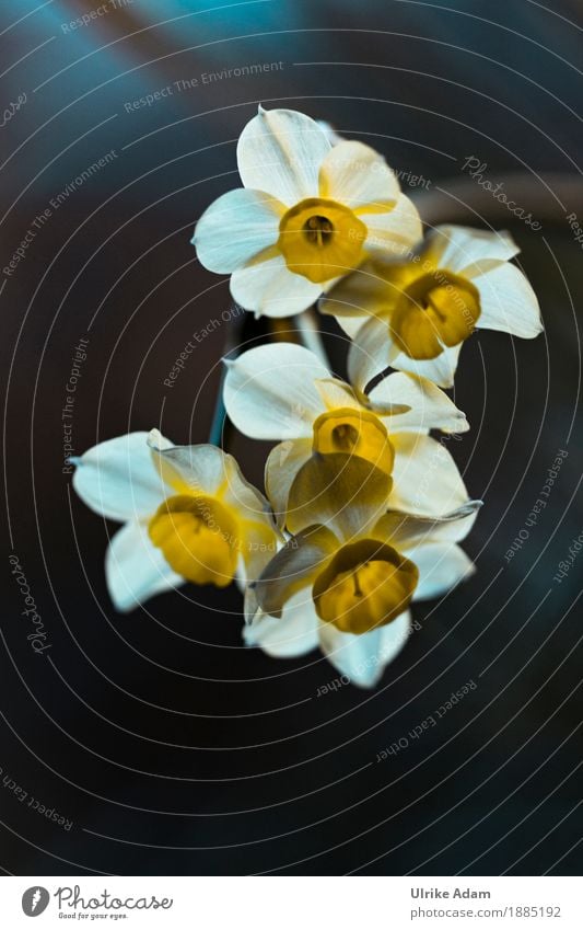 Strauß-Narzisse (Narcissus tazetta) elegant Design Wohnung Garten einrichten Innenarchitektur Dekoration & Verzierung Tapete Bild Poster Postkarte Muttertag