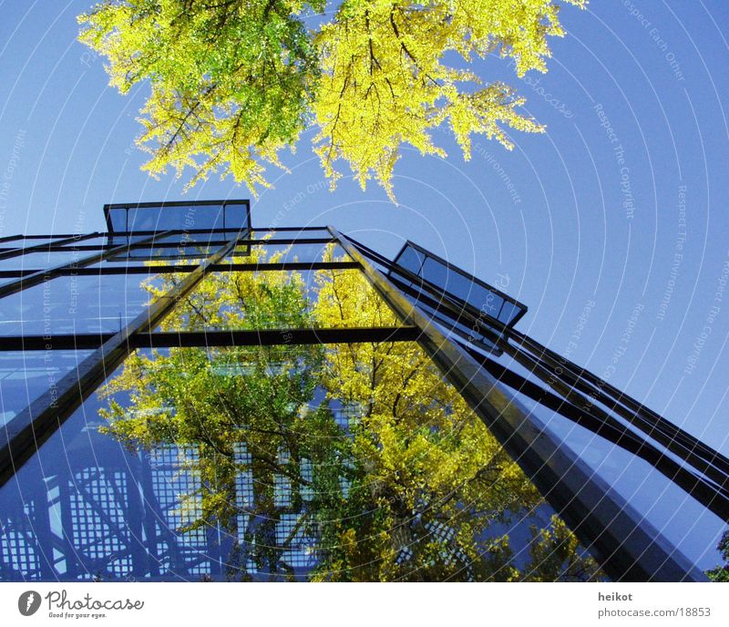 phase2 Reflexion & Spiegelung Baum planen Architektur Glas Himmel Erscheinung