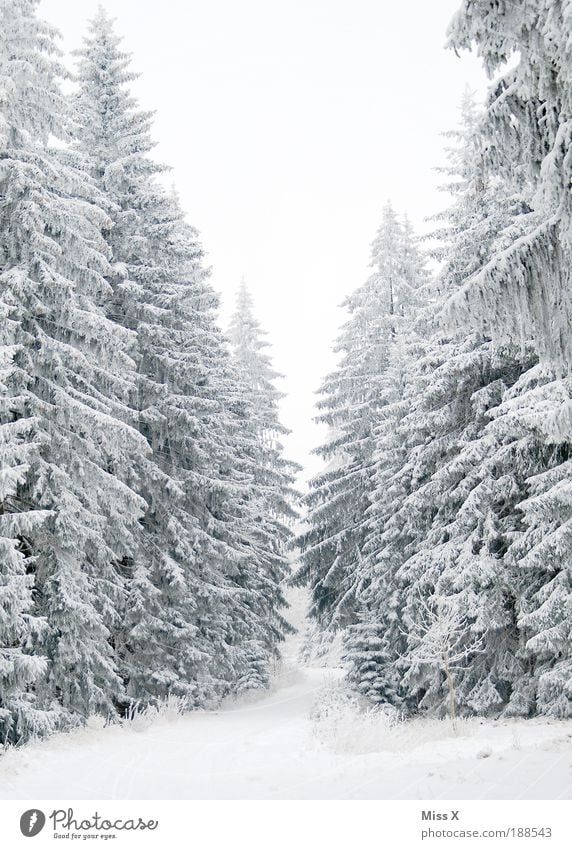 Für Waldmeister Ferien & Urlaub & Reisen Ausflug Winter Winterurlaub Umwelt Wetter schlechtes Wetter Eis Frost Schnee Pflanze Baum groß kalt weiß Natur Tanne