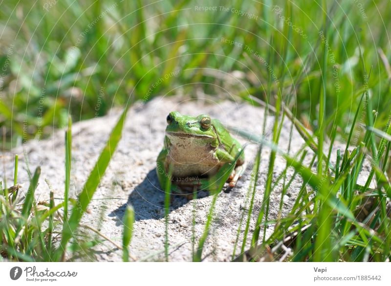 Grüner Frosch mit Gras Sommer Umwelt Natur Landschaft Tier Blatt Wildpflanze Wildtier 1 springen klein nass natürlich neu niedlich schleimig grün weiß