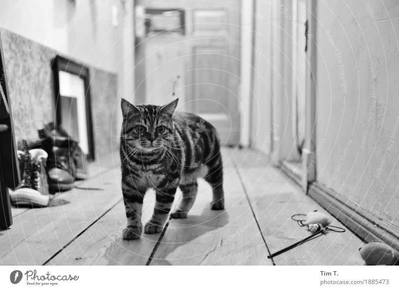 Kater Tier Haustier Katze 1 Tierjunges Kommunizieren Schwarzweißfoto Innenaufnahme Menschenleer Abend Unschärfe Tierporträt Blick