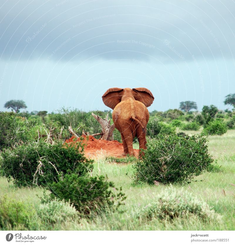 lauschen dem Elefantenarsch Safari Gewitterwolken Sträucher Savanne Wildtier Wachsamkeit Elefantenohren Hinterteil tropisch Hintergrund neutral Dämmerung