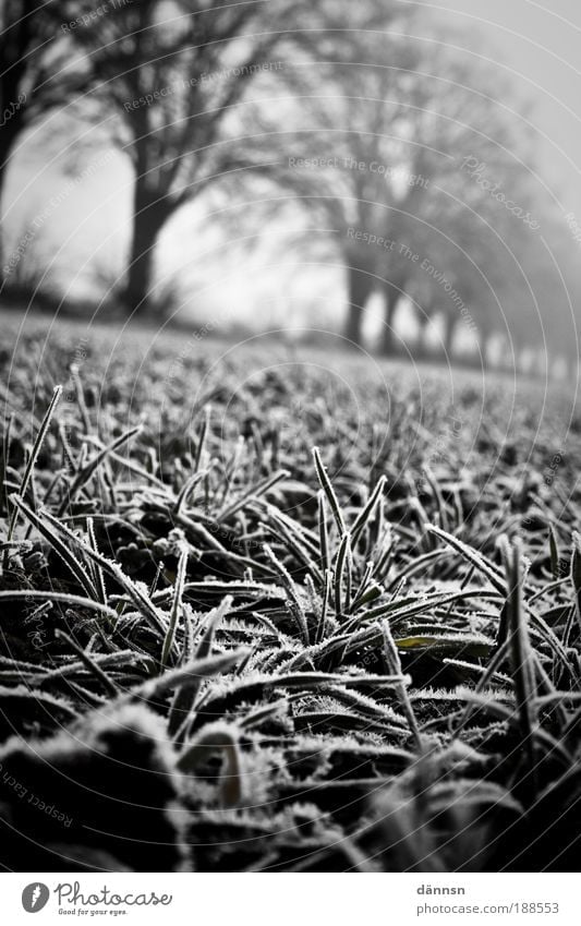 Nebel am Morgen II Natur Menschenleer Angst bizarr Gefühle kalt Wald Eis Frost Wege & Pfade Winter Erde Feld Licht Schatten Schwarzweißfoto Außenaufnahme