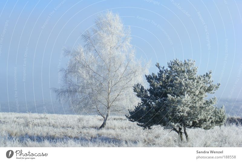 Winteridylle Ferien & Urlaub & Reisen Schnee Winterurlaub Umwelt Natur Pflanze Wolkenloser Himmel Wetter Schönes Wetter Eis Frost Baum Feld Lebensfreude