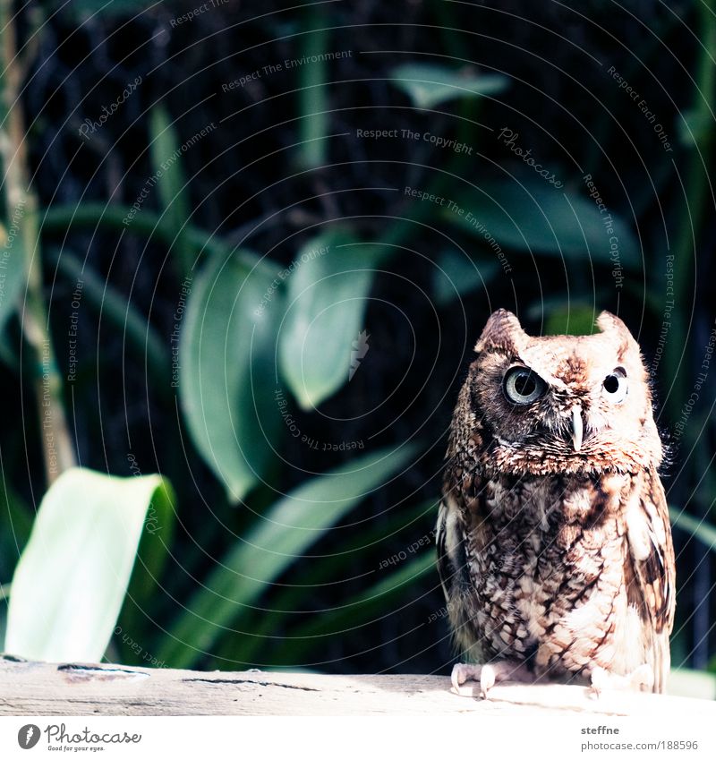 SUPER OWL Florida Florida Keys Tier Wildtier Eulenvögel Uhu Blick Farbfoto Außenaufnahme Tierporträt