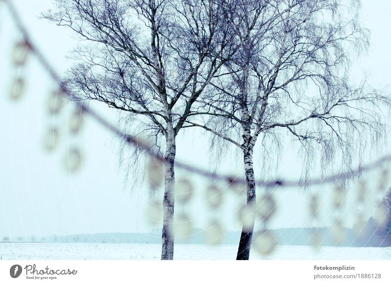 zwei Birkenbäume in weißer, winterlicher Landschaft - mit Kristalldekoration im Vordergrund Kristalle Winter Schnee Baum frieren Winterstimmung Ewigkeit träumen