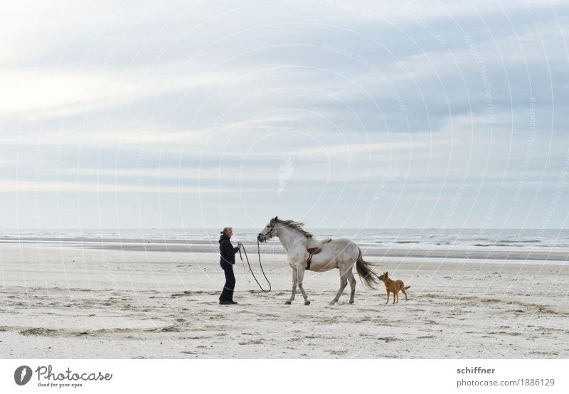 Belgisches Pferdeflüstern im Sturm Mensch feminin Frau Erwachsene 1 Natur Wolken Wind Küste Strand Meer Tier Hund außergewöhnlich Ferne Pferdenarr