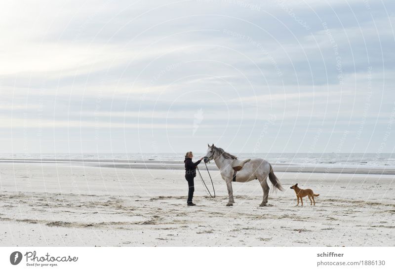 Belgisches Pferdeflüstern Mensch feminin Frau Erwachsene 1 Wolken Wellen Küste Strand Meer Tier Haustier Hund stehen Streicheln Flüstern Pferdeflüsterer
