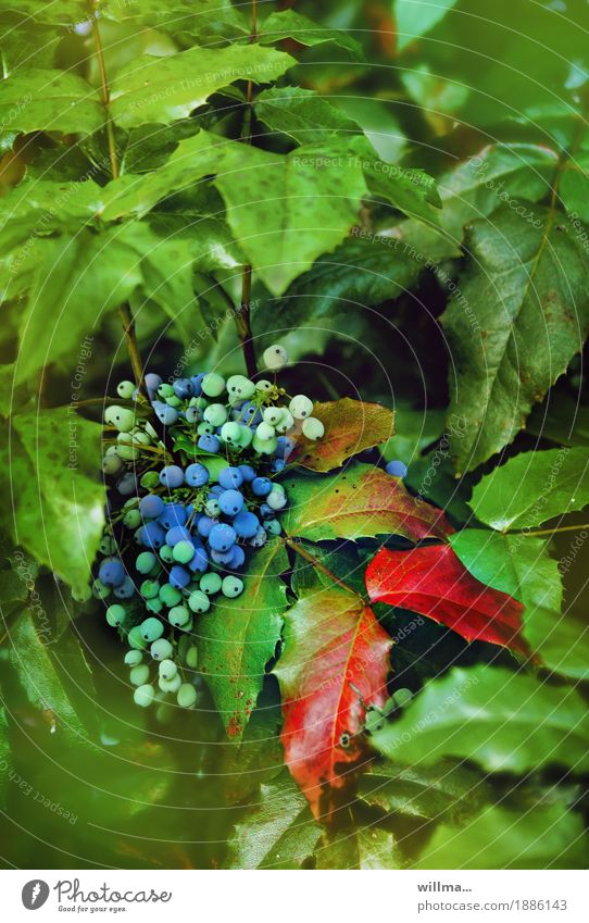 Blaue Beeren an Mahonienstrauch Beerensträucher Berberitze hahnenfußartig Bedecktsamer Immergrüne Pflanzen blau rot Beerenfruchtstand Flora Natur