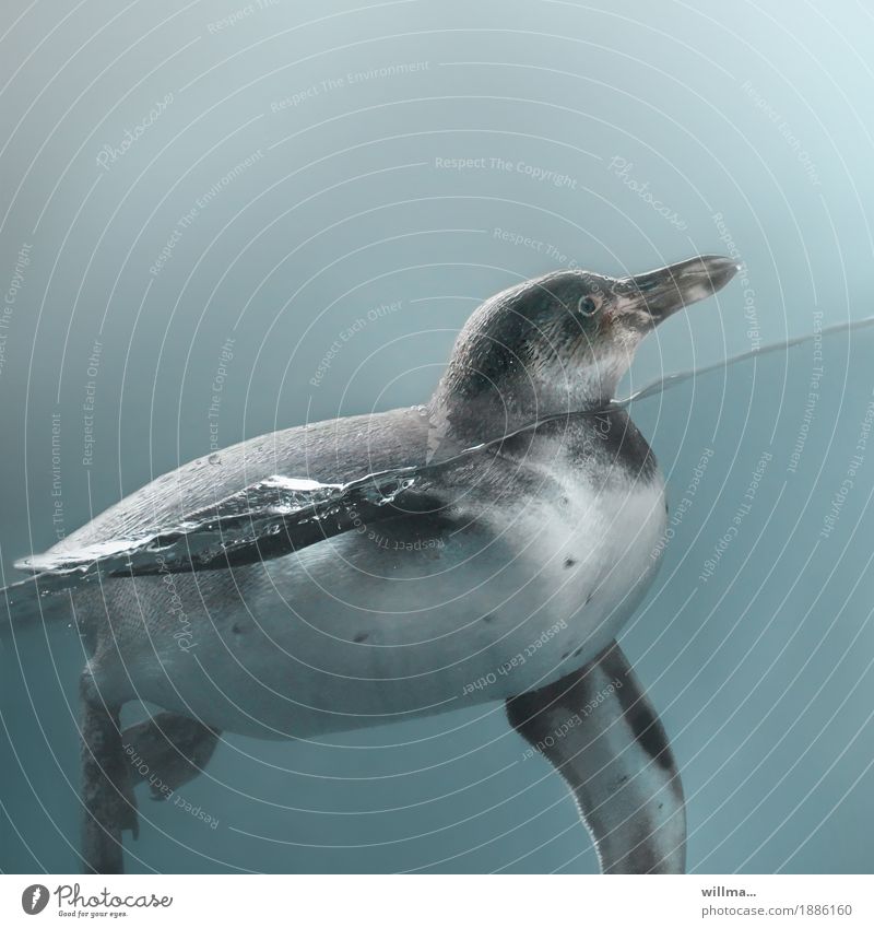 Pinguin schwimmt im Wasser Humboldtpinguin schwimmen Unterwasseraufnahme dick Tierjunges Schräger Vogel lustig witzig Humor