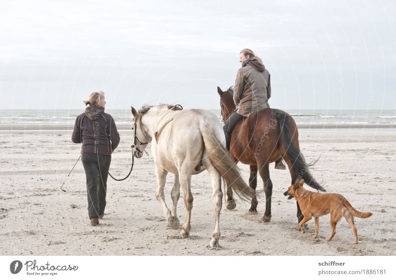 Belgischer Tag am Meer feminin Frau Erwachsene 2 Mensch Hund Pferd 3 Tier gehen Reiten Reitsport sprechen Strand Ferne ruhig Freizeit & Hobby Pferdenarr