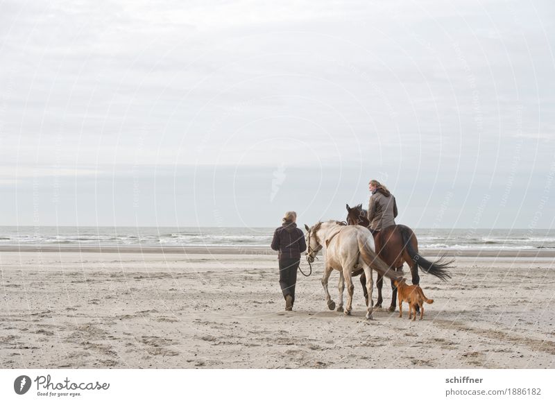 Belgischer Tag am Meer II Mensch feminin Frau Erwachsene 2 Wolken Wellen Küste Strand Tier Haustier Hund Pferd 3 gehen Reiten bedeckt Wind Pferdenarr