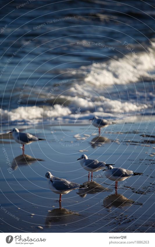 Kalte Füße. Natur ästhetisch Möwenvögel Reflexion & Spiegelung Meerwasser Küste Wasser 5 kalt Fuß Tierfuß Füße hoch Farbfoto mehrfarbig Außenaufnahme abstrakt