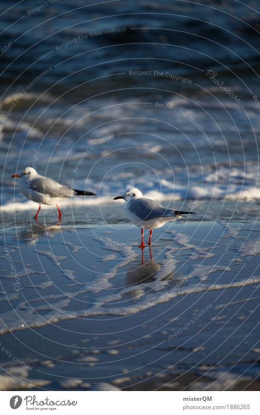 Gaffer IV Natur ästhetisch Möwe Möwenvögel Möwendreck Meer Küste Vogel stehen warten Meerwasser Reflexion & Spiegelung Farbfoto mehrfarbig Außenaufnahme