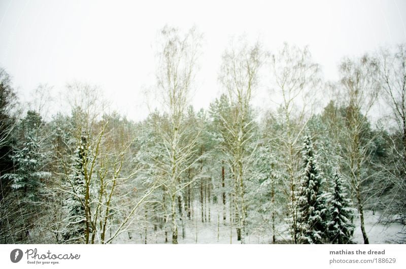 WINTER Umwelt Natur Landschaft Pflanze Himmel Horizont Winter Klima Wetter schlechtes Wetter Wind Eis Frost Hagel Schnee Baum Gras Sträucher Park Wald kalt