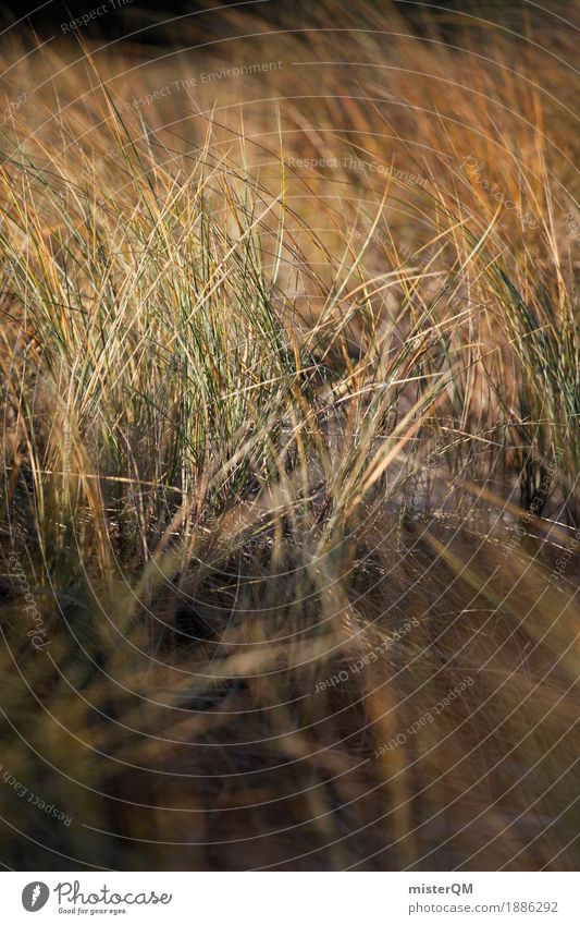 Dünengras III Natur ästhetisch Wind Windstille wehen Gras Ostsee Ostseeinsel grün Küste Farbfoto mehrfarbig Außenaufnahme Innenaufnahme Experiment Menschenleer