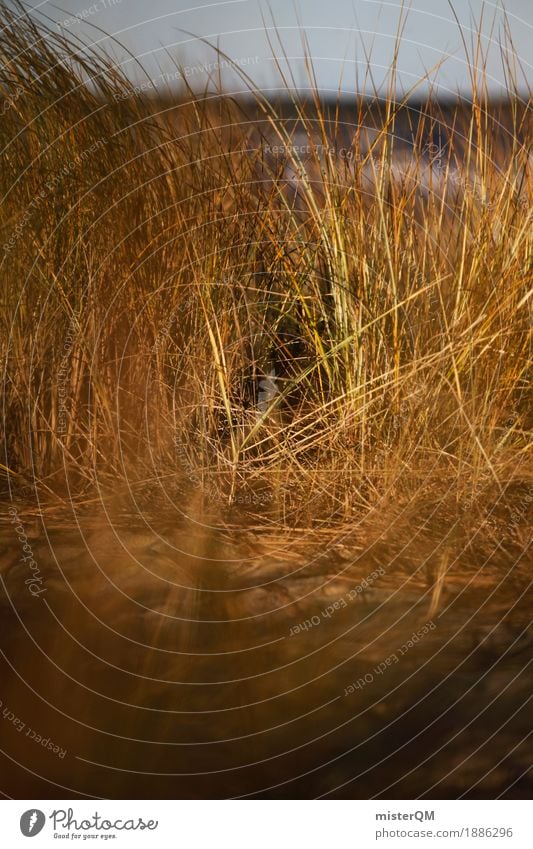 Dünengras I Kunst ästhetisch Gras Ostsee Ostseeinsel Luft Wind Windstille Farbfoto mehrfarbig Außenaufnahme Nahaufnahme Detailaufnahme Experiment abstrakt