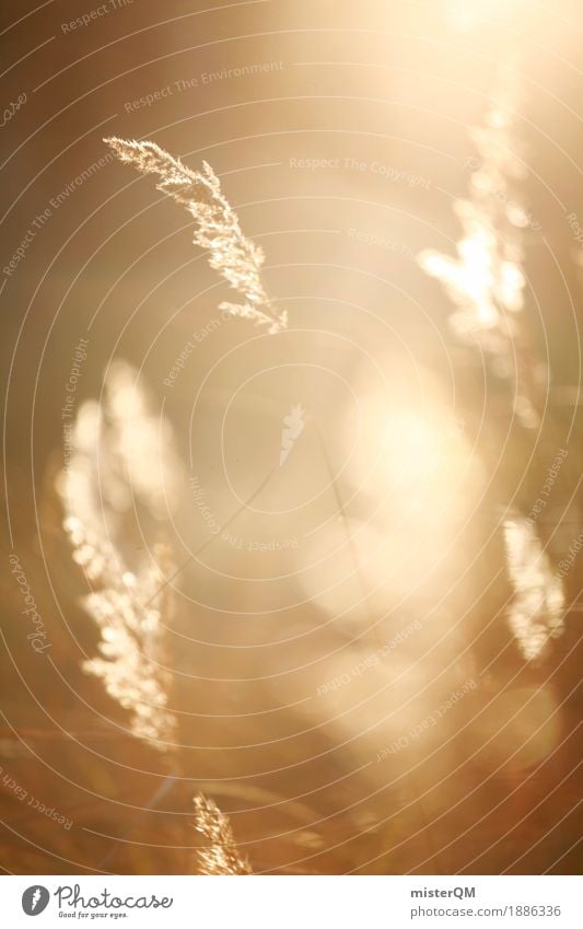 Sonnenwind II Kunst ästhetisch Wind Windstille Windböe Feld Stroh Wiese Gras Gräserblüte Sommer Sonnenstrahlen Idylle gold Farbfoto Gedeckte Farben