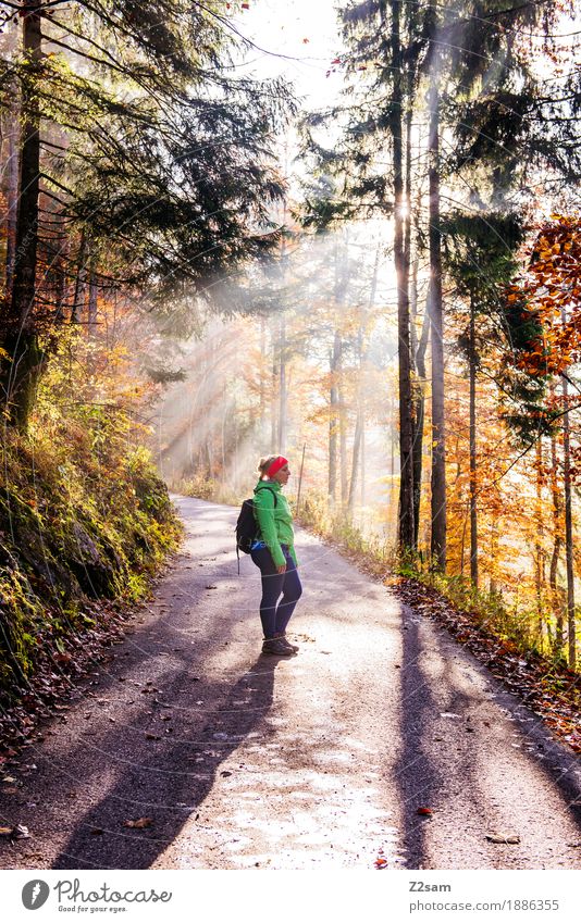 Erleuchtung Abenteuer Berge u. Gebirge wandern Sport Junge Frau Jugendliche 18-30 Jahre Erwachsene Natur Sonne Herbst Schönes Wetter Baum Sträucher Wald Alpen