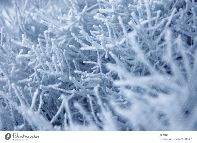 Schneekorallen Natur Wetter kalt blau weiß Ast Winter Winterstimmung Farbfoto Gedeckte Farben Außenaufnahme Detailaufnahme Tag