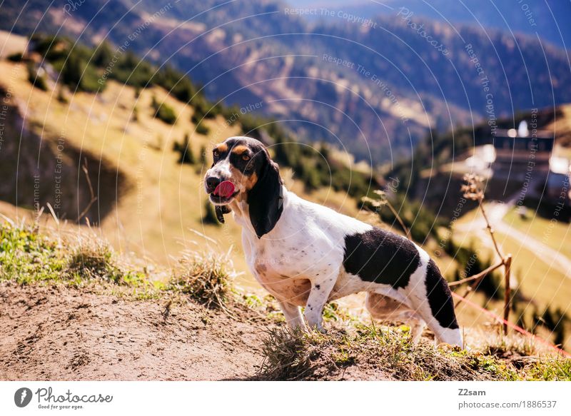 Berggeher Freizeit & Hobby Abenteuer Berge u. Gebirge wandern Natur Landschaft Sonne Herbst Schönes Wetter Alpen Gipfel Haustier Hund stehen frech Neugier