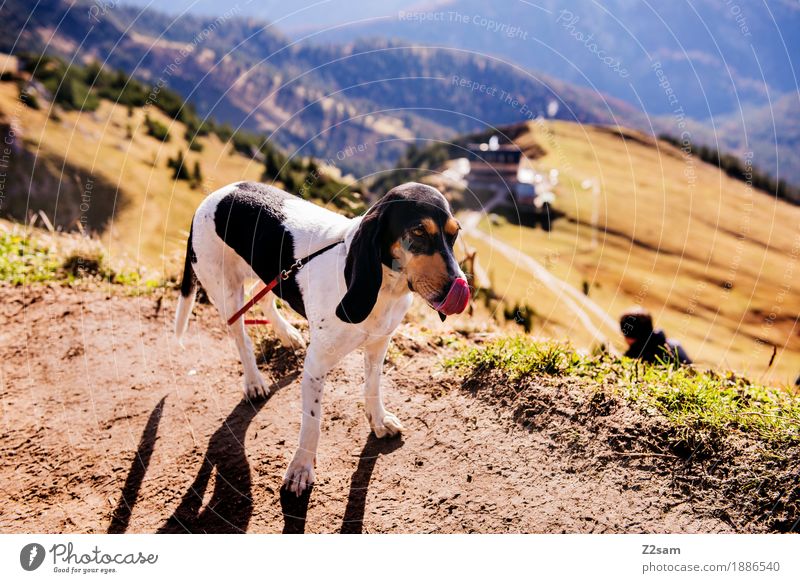 Lecker Hütten-Würstl Lifestyle Abenteuer Berge u. Gebirge Natur Landschaft Herbst Schönes Wetter Alpen Gipfel Haustier Hund Erholung genießen stehen niedlich